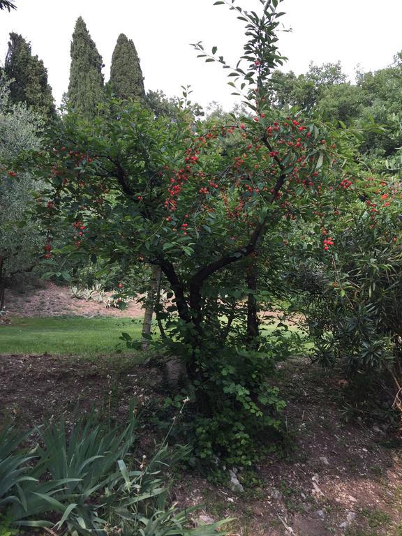 Relais Castei Del Garda Bed & Breakfast Garda (Verona)